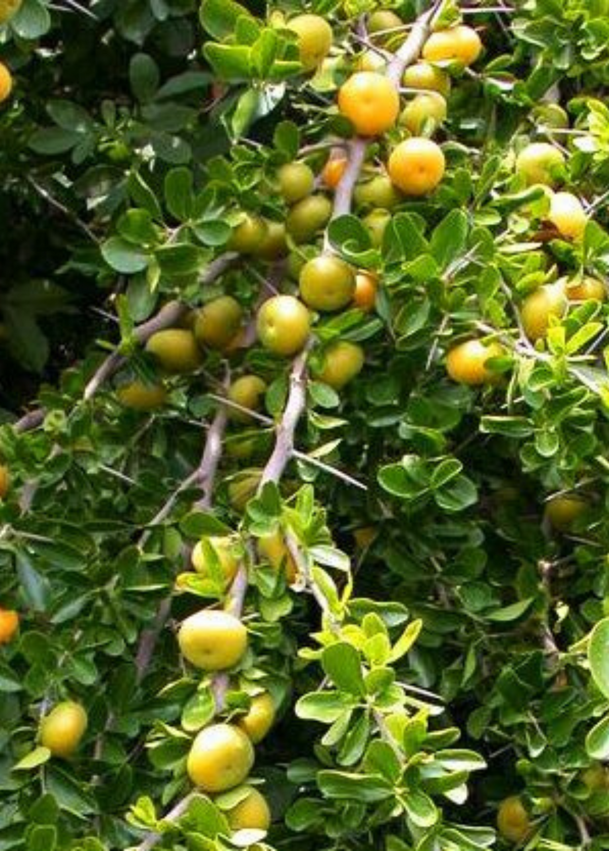 Kei Apple (Dovyalis caffra)