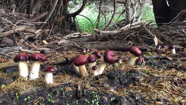 Garden Giants Mushroom Grow Kit - Outdoor