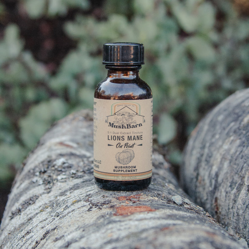 Lions Mane Tincture - On Point