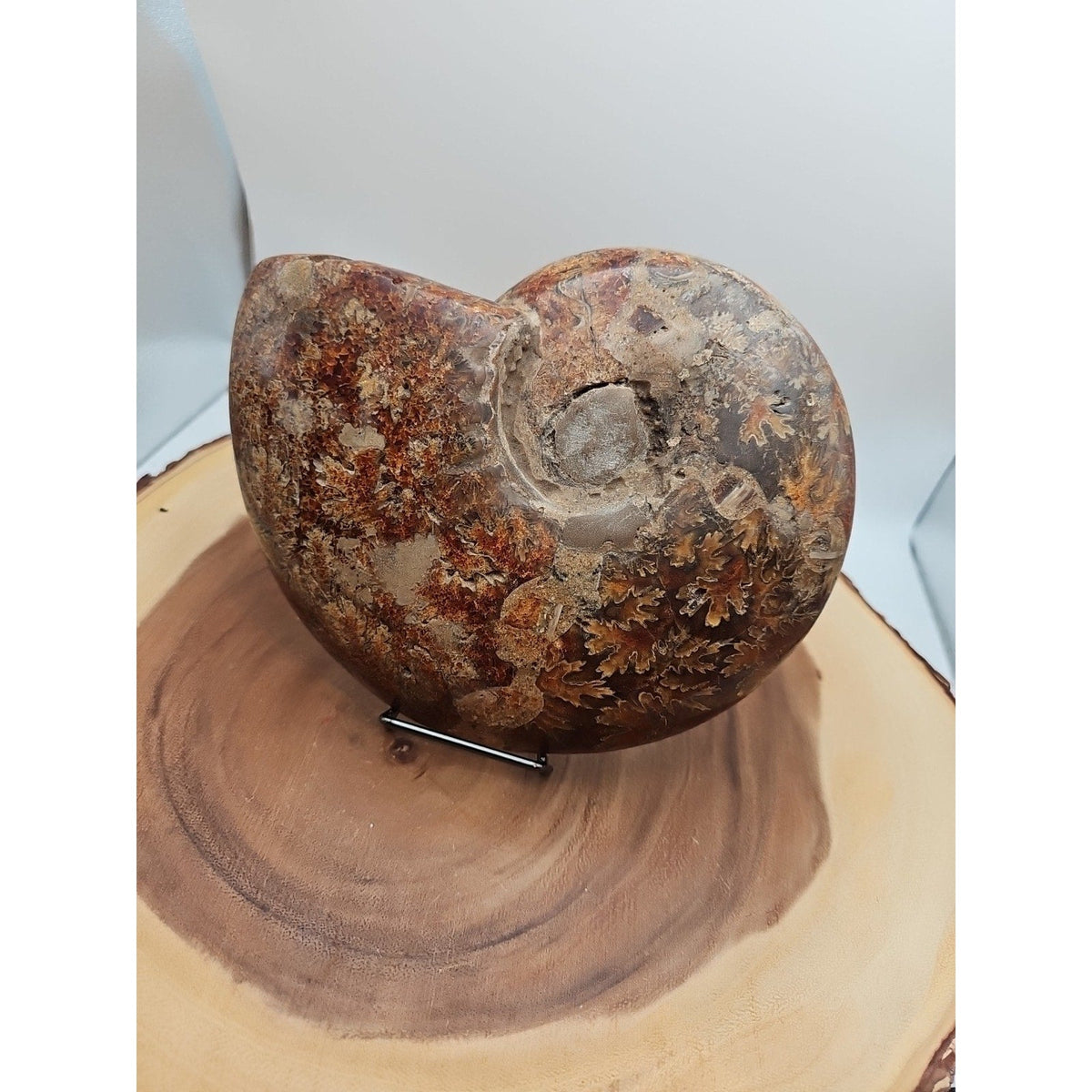 2.36LB Rare! Natural Ammonite Fossil Specimen Shell Madagascar