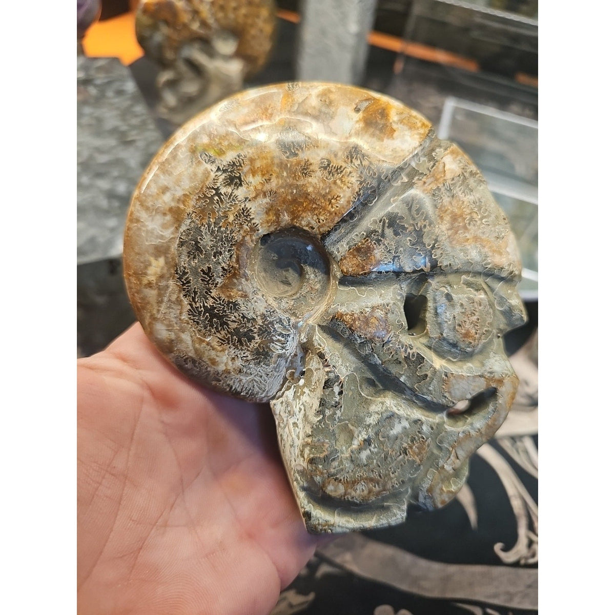 Natural Madagascar Ammonite Fossil – 1.12 lb
