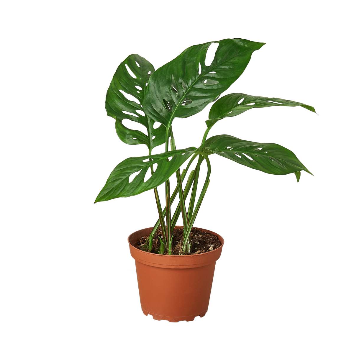 Monstera Adansonii 'Swiss Cheese' - 4" Pot - NURSERY POT ONLY