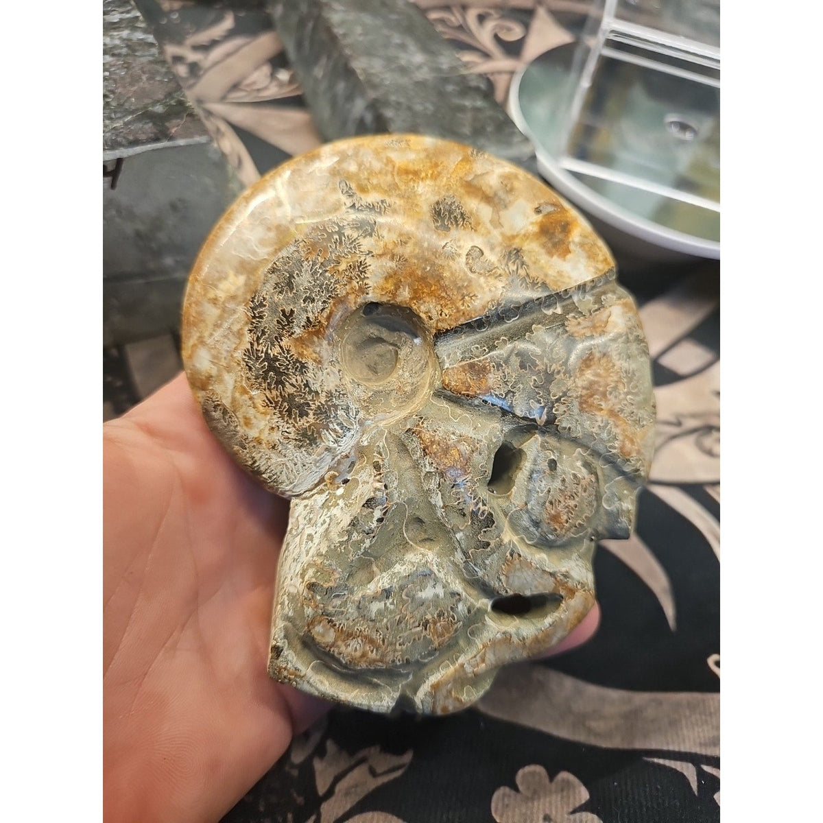 Natural Madagascar Ammonite Fossil – 1.12 lb