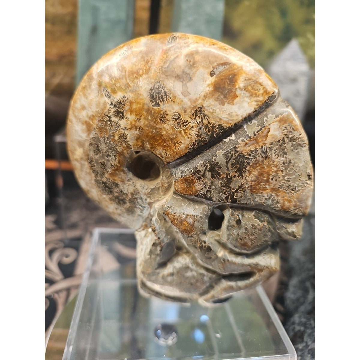 Natural Madagascar Ammonite Fossil – 1.12 lb