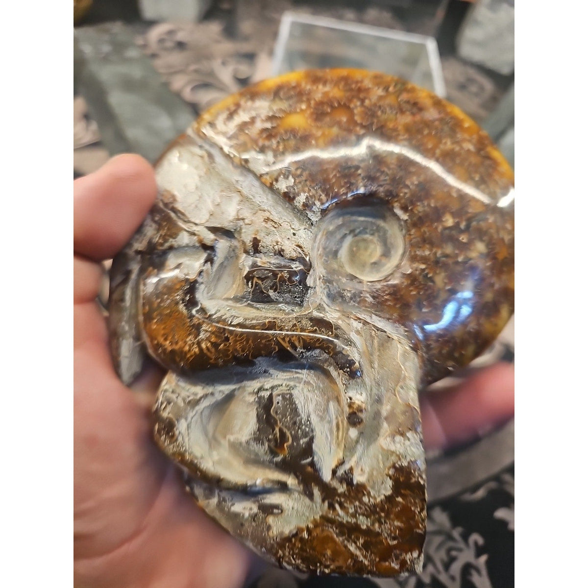 Natural Tentacle Ammonite Fossil – 1.26 lb Madagascar