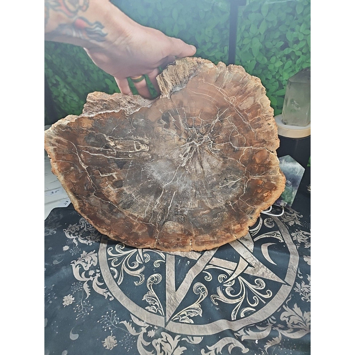 27.3 lb Fossil Wood Sculpture — Mineral Statement Piece
