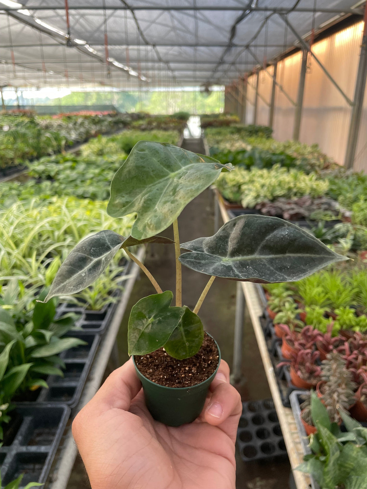 Alocasia Polly 'African Mask' - 6" Pot - NURSERY POT ONLY