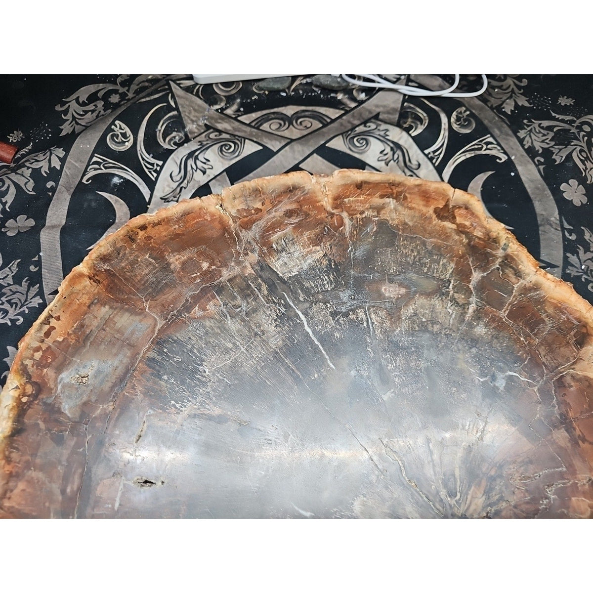 27.3 lb Fossil Wood Sculpture — Mineral Statement Piece