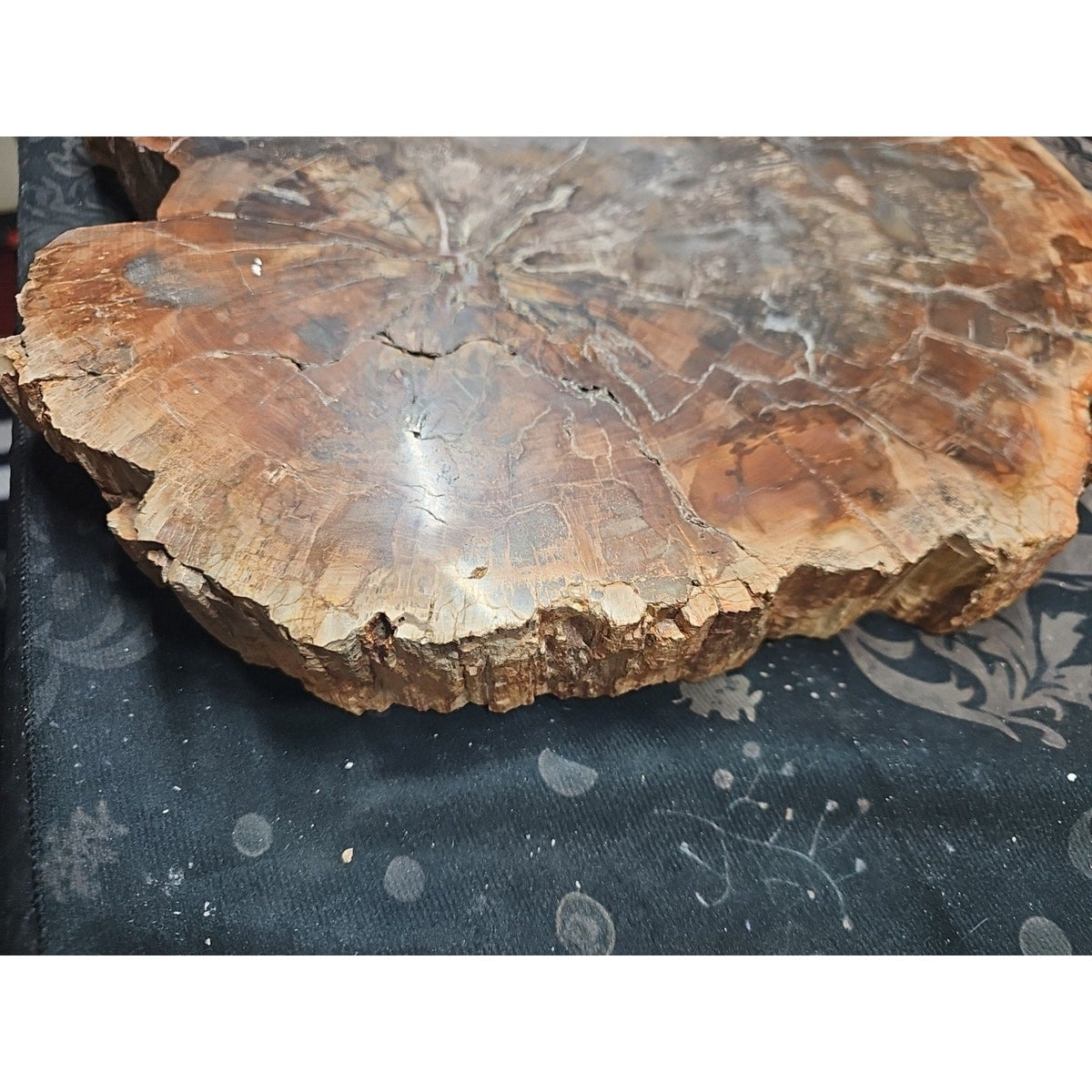 27.3 lb Fossil Wood Sculpture — Mineral Statement Piece