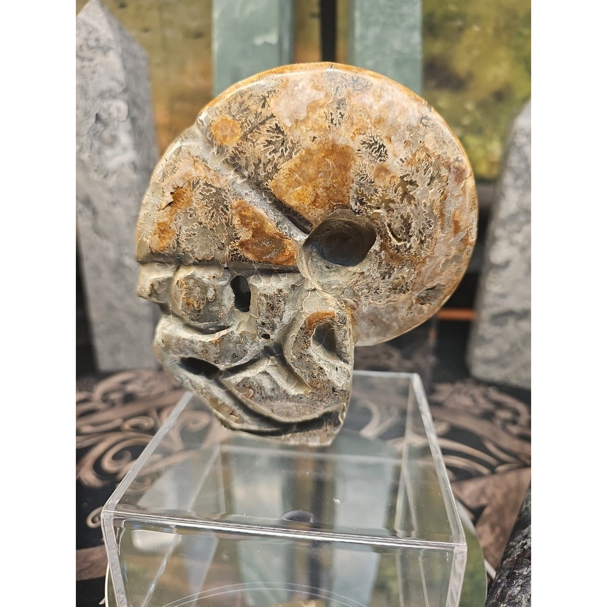 Natural Madagascar Ammonite Fossil – 1.12 lb