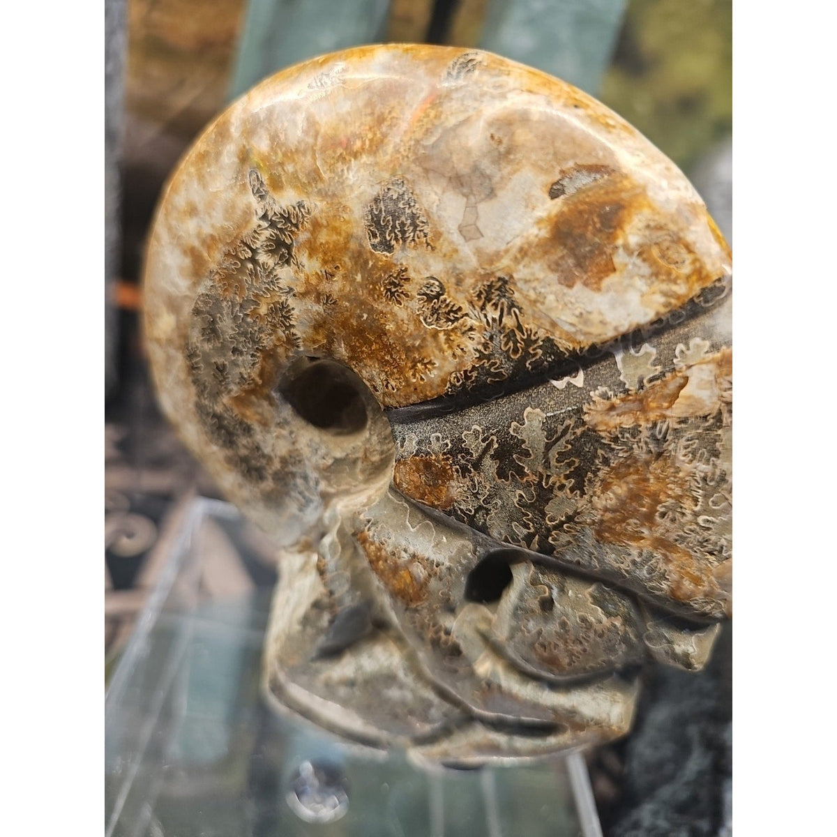 Natural Madagascar Ammonite Fossil – 1.12 lb