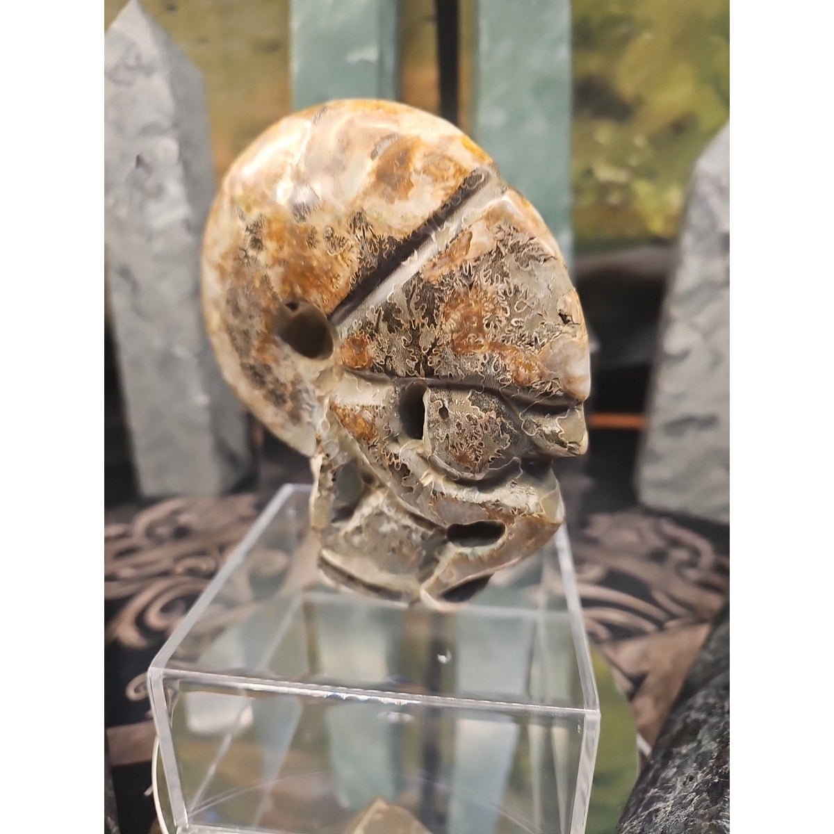 Natural Madagascar Ammonite Fossil – 1.12 lb