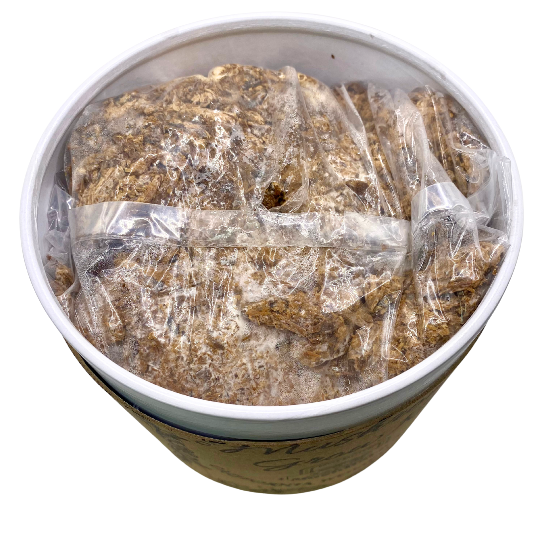 Mushroom Grow kit - Blue Oyster