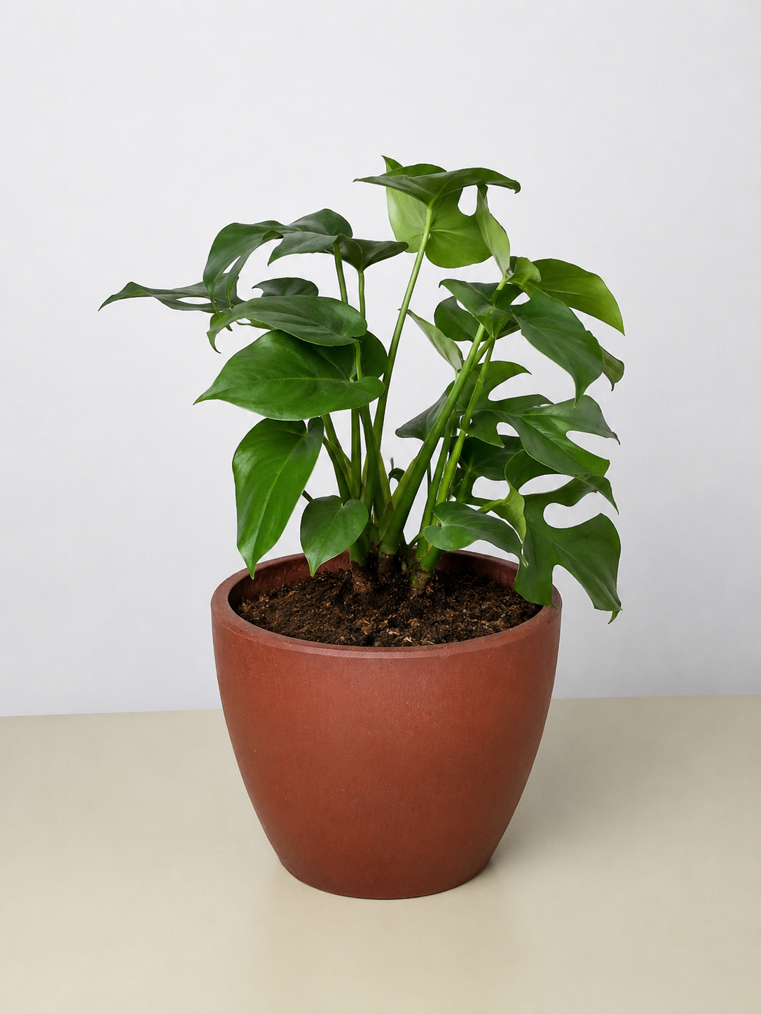 Mini Monstera Minima