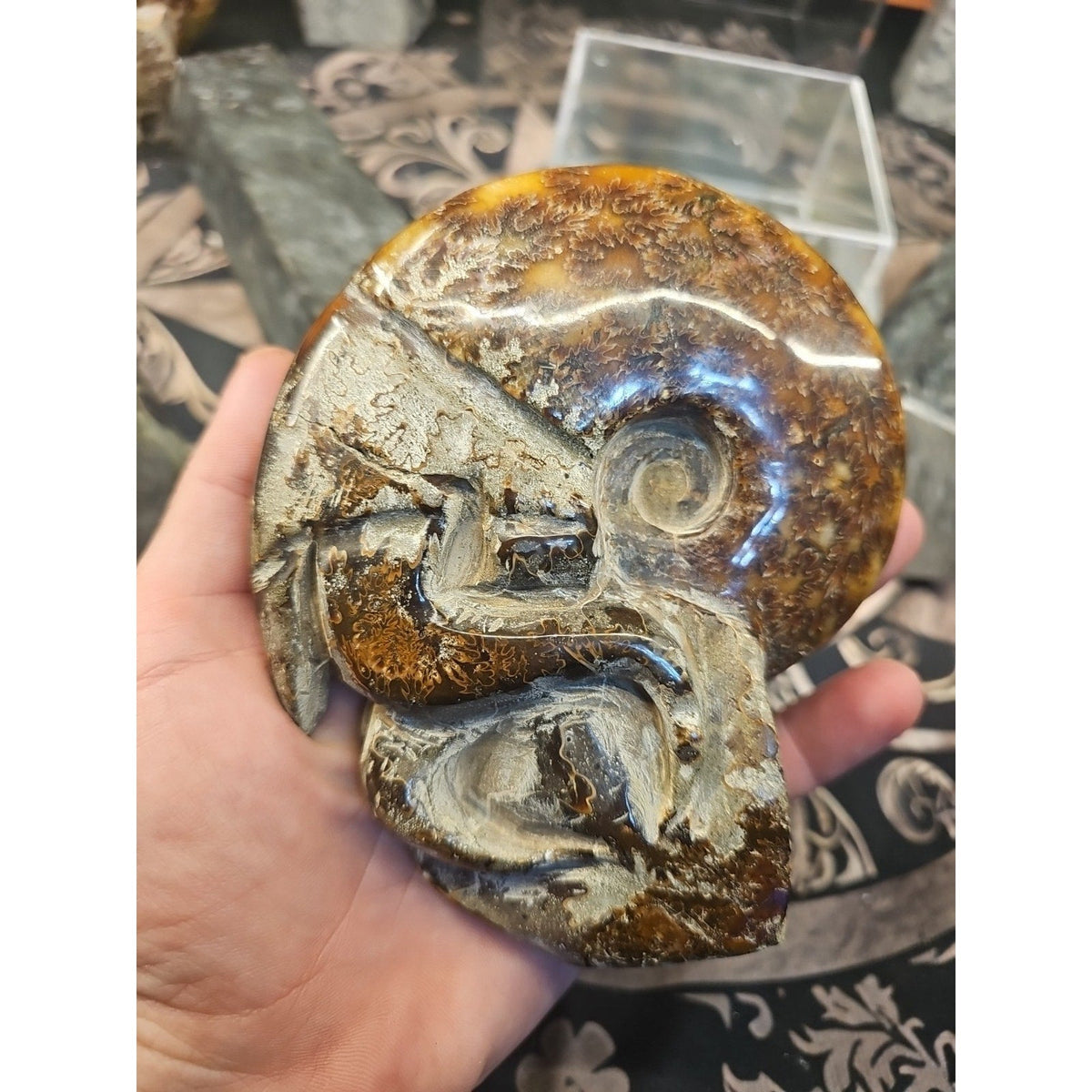 Natural Tentacle Ammonite Fossil – 1.26 lb Madagascar