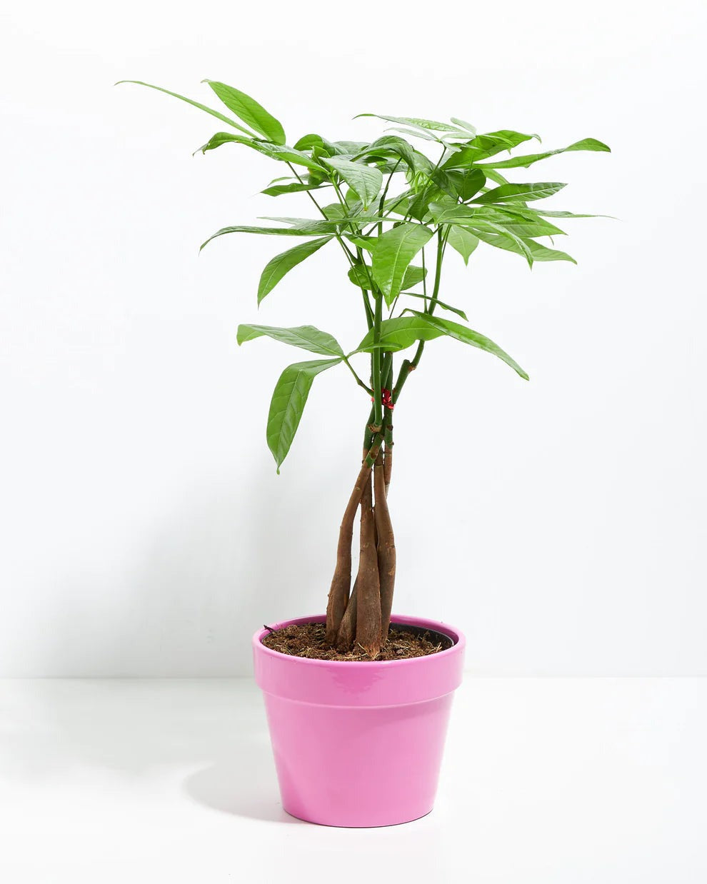 Money Tree Plant