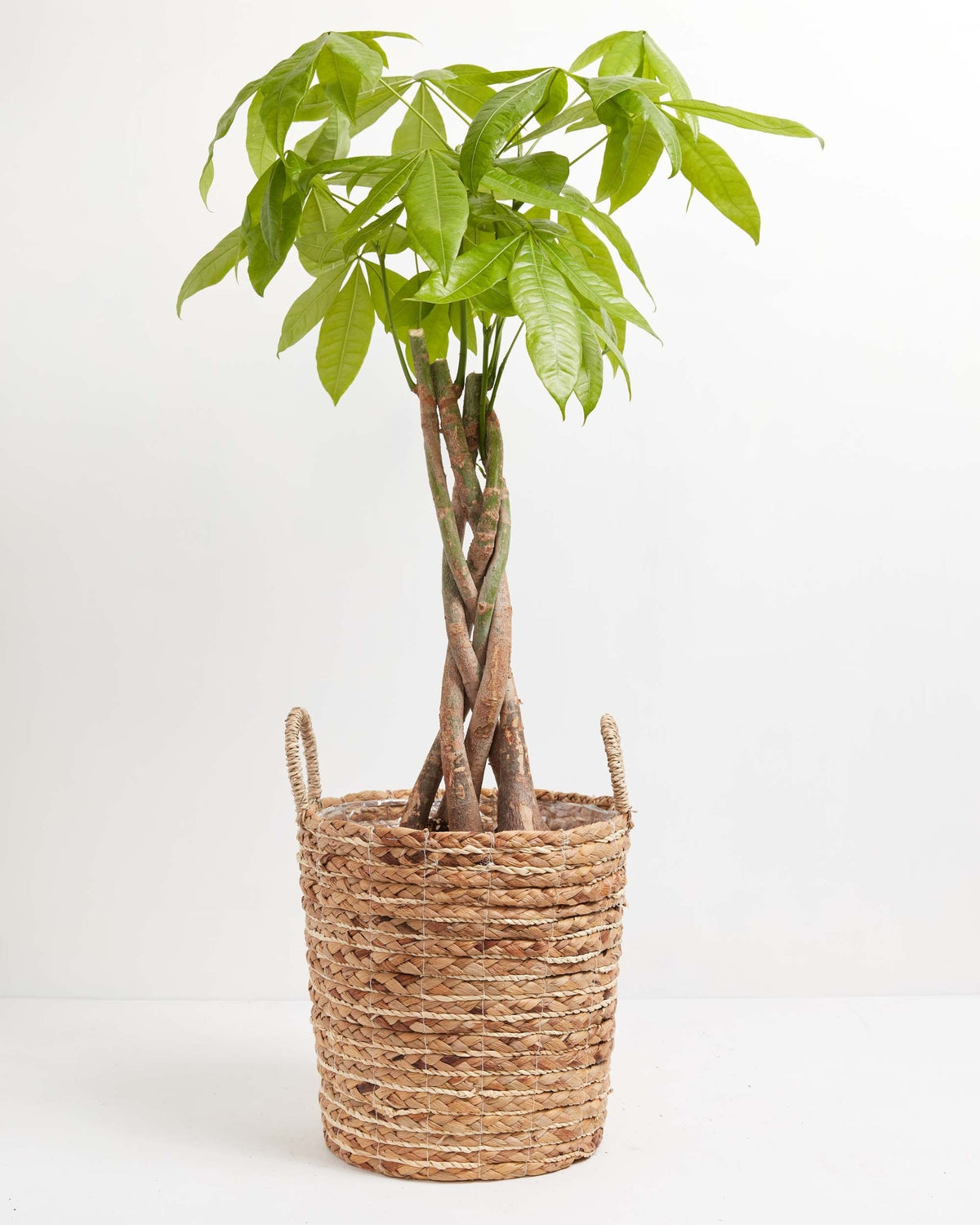 Money Tree Plant