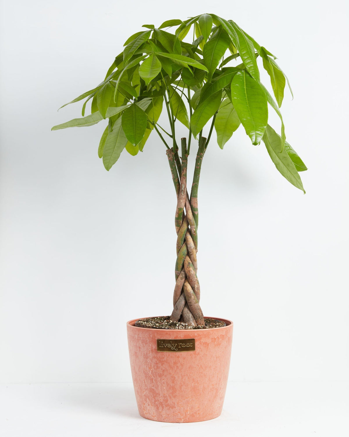 Money Tree Plant
