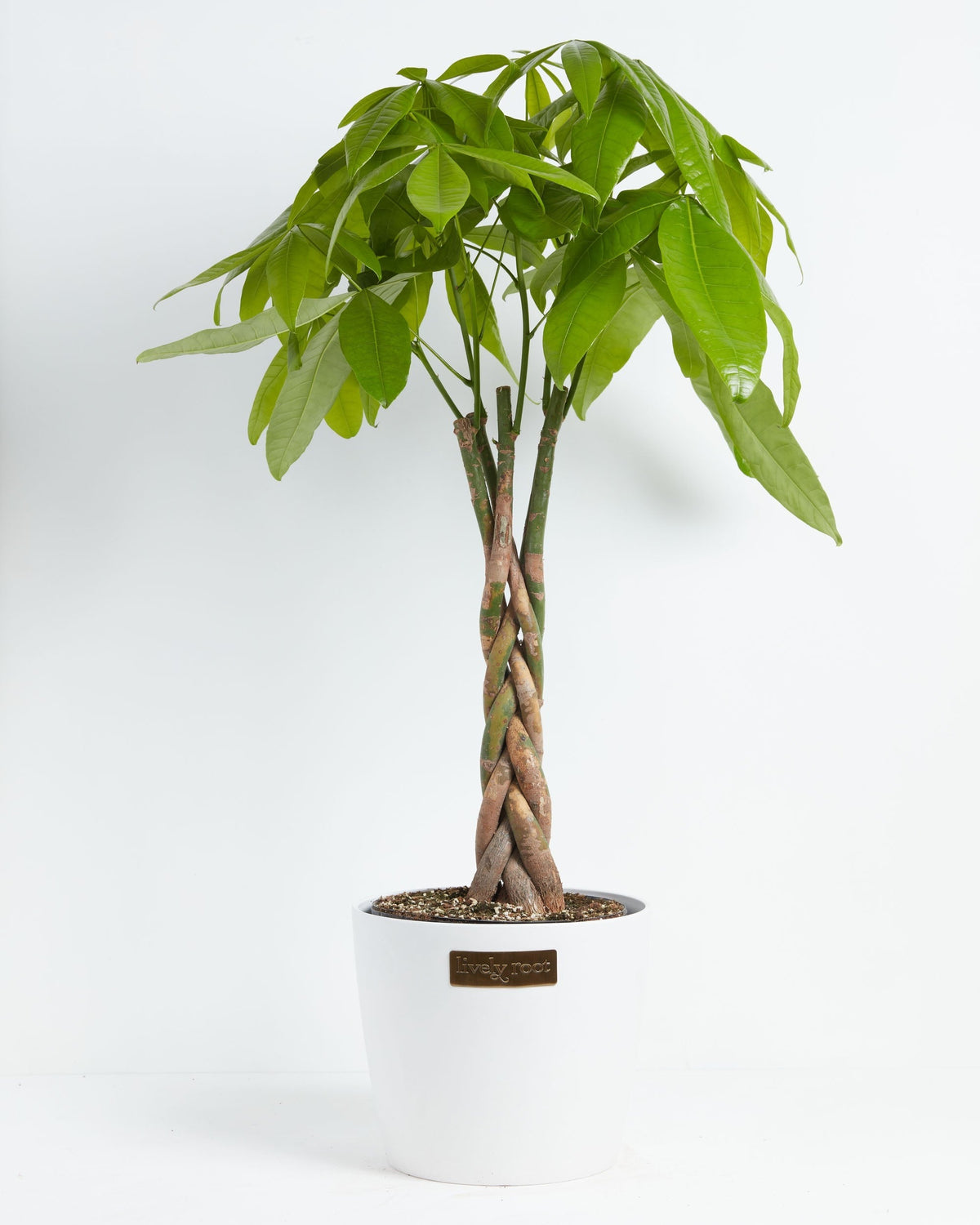 Money Tree Plant