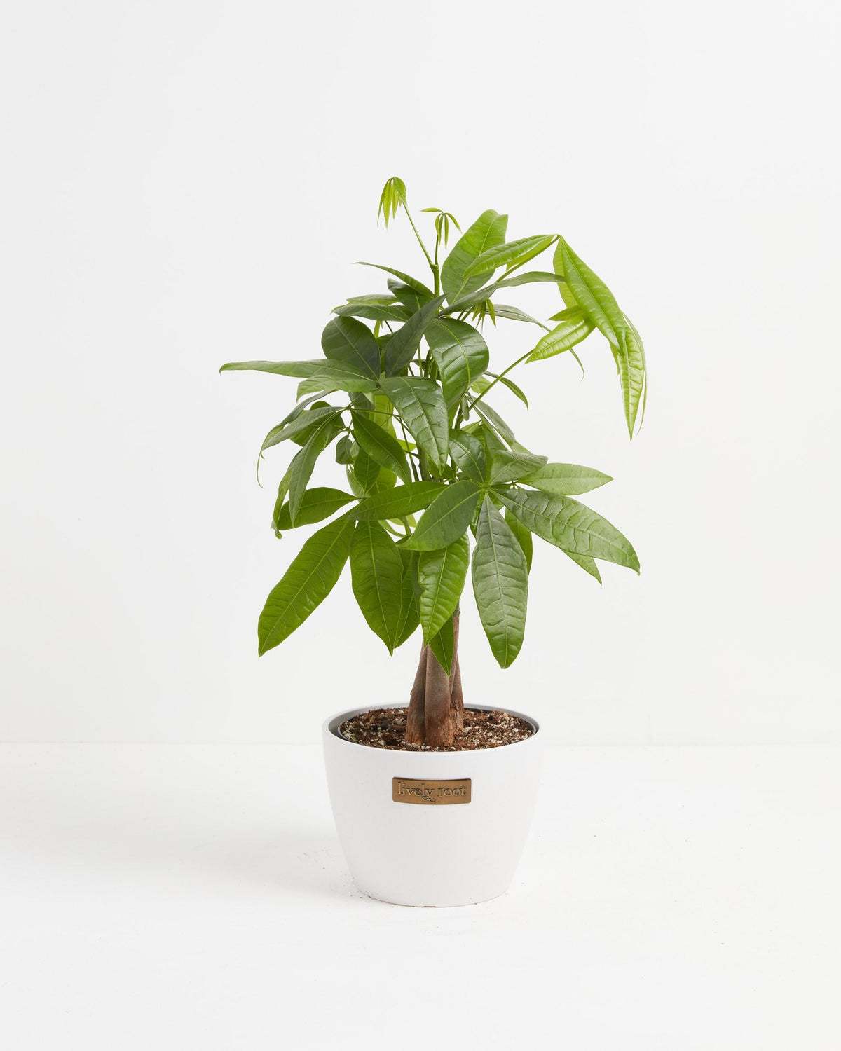 Money Tree Plant