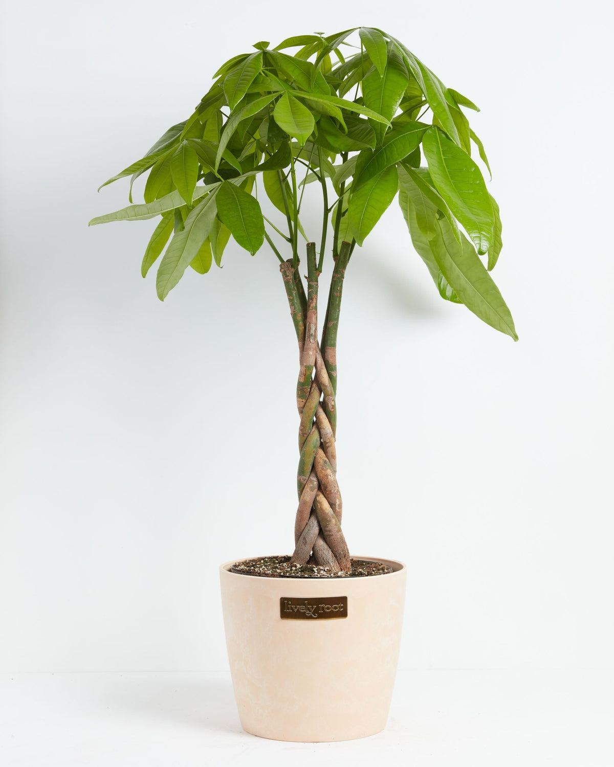 Money Tree Plant