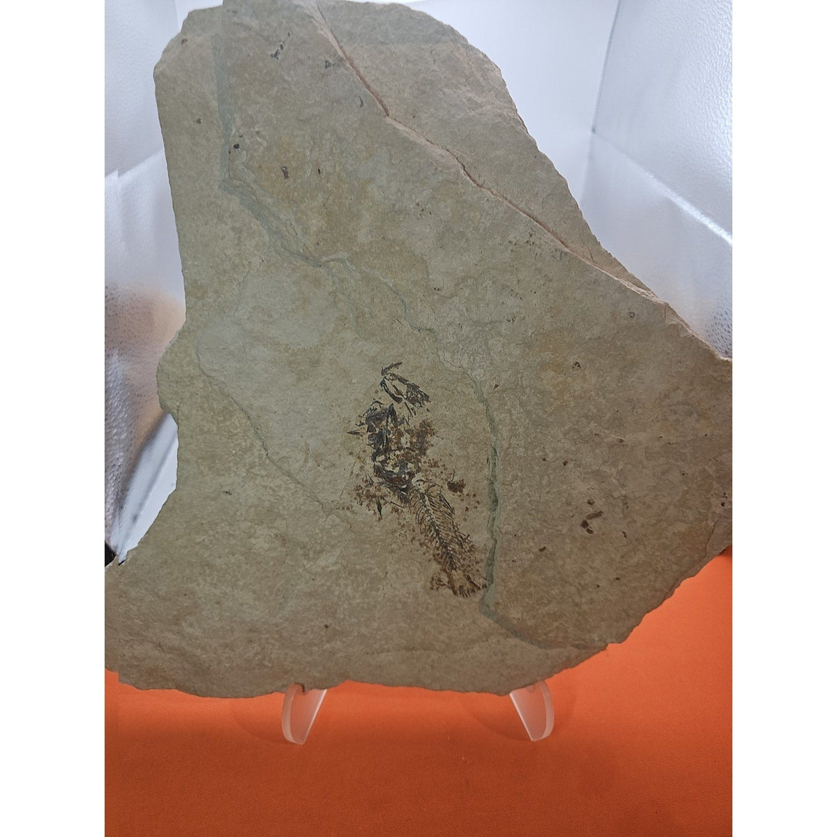 6lbs Fish fossil plate W/stand