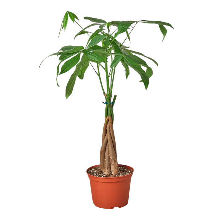 Money Tree 'Guiana Chestnut' Pachira Braid - 6" Pot - NURSERY POT ONLY