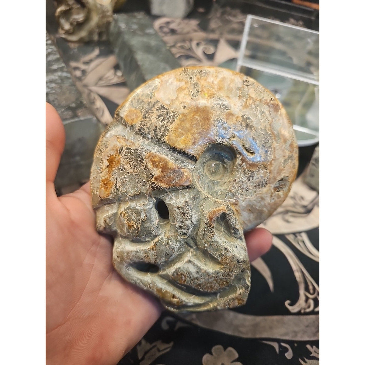 Natural Madagascar Ammonite Fossil – 1.12 lb