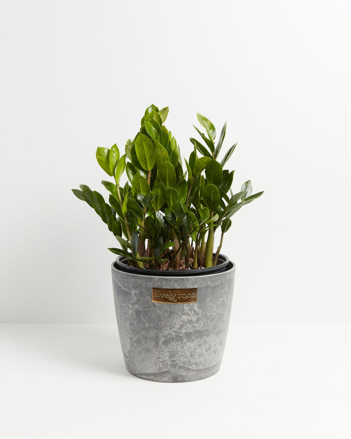 ZZ Plant