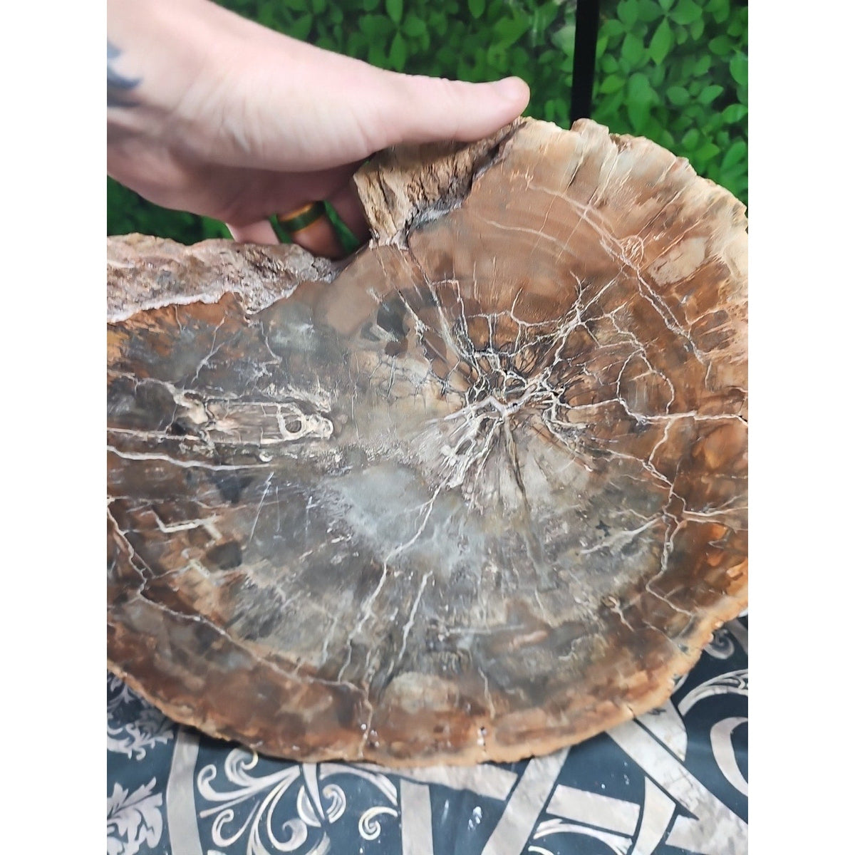 27.3 lb Fossil Wood Sculpture — Mineral Statement Piece