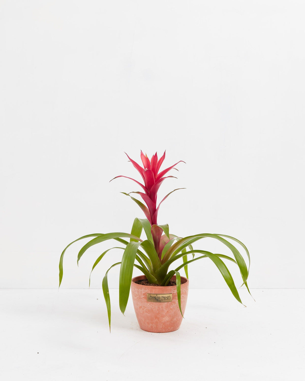 Bromeliad Guzmania