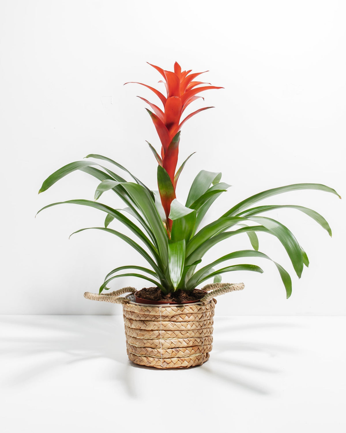 Bromeliad Guzmania