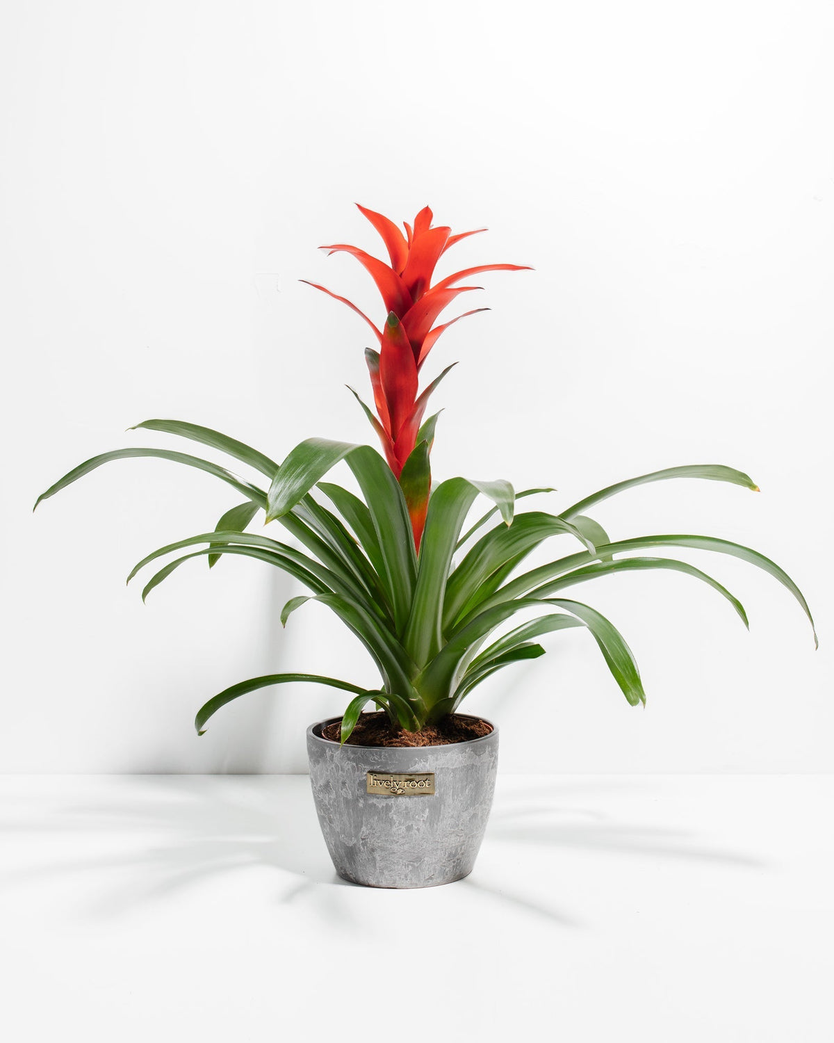 Bromeliad Guzmania