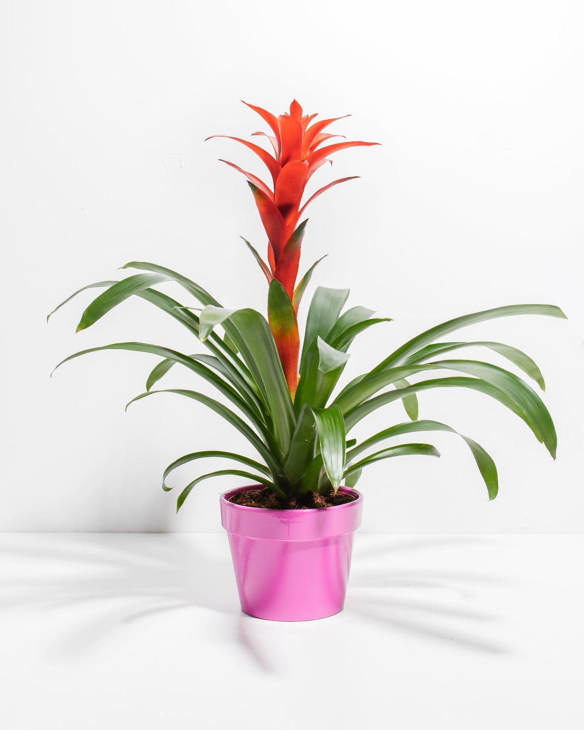 Bromeliad Guzmania