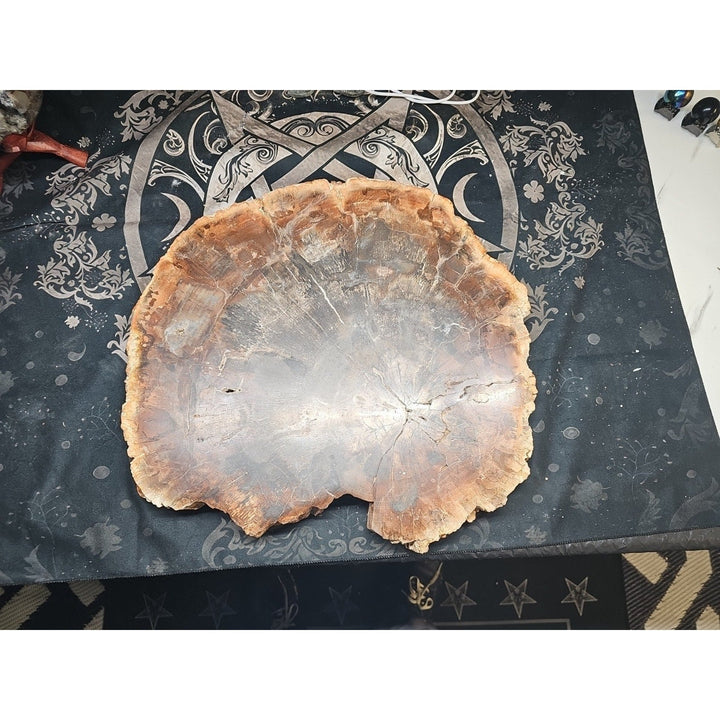 27.3 lb Fossil Wood Sculpture — Mineral Statement Piece