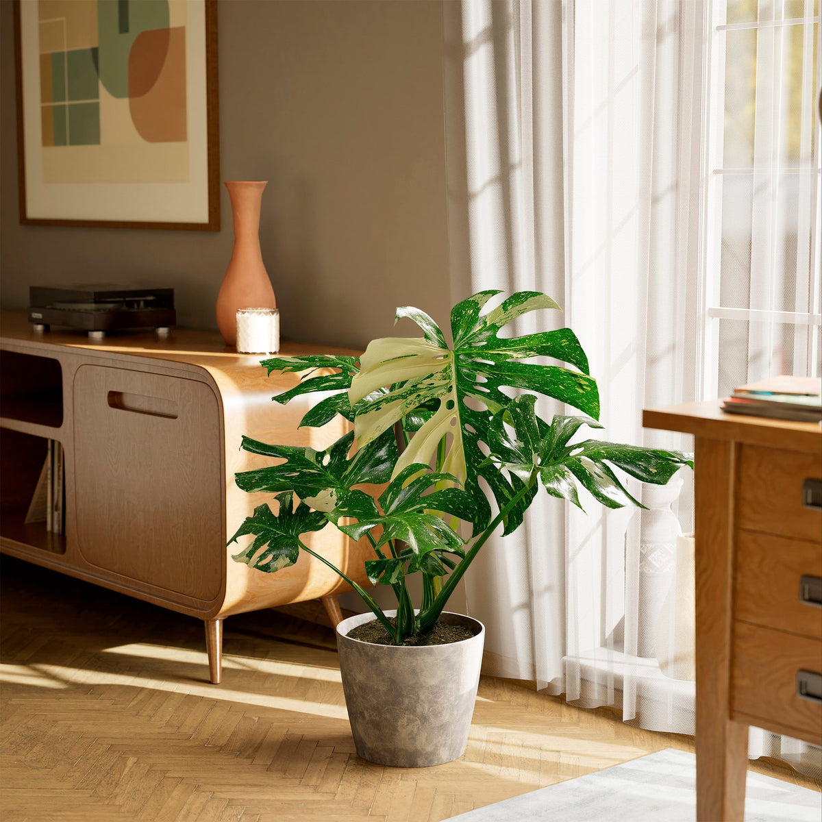 Monstera Thai Constellation