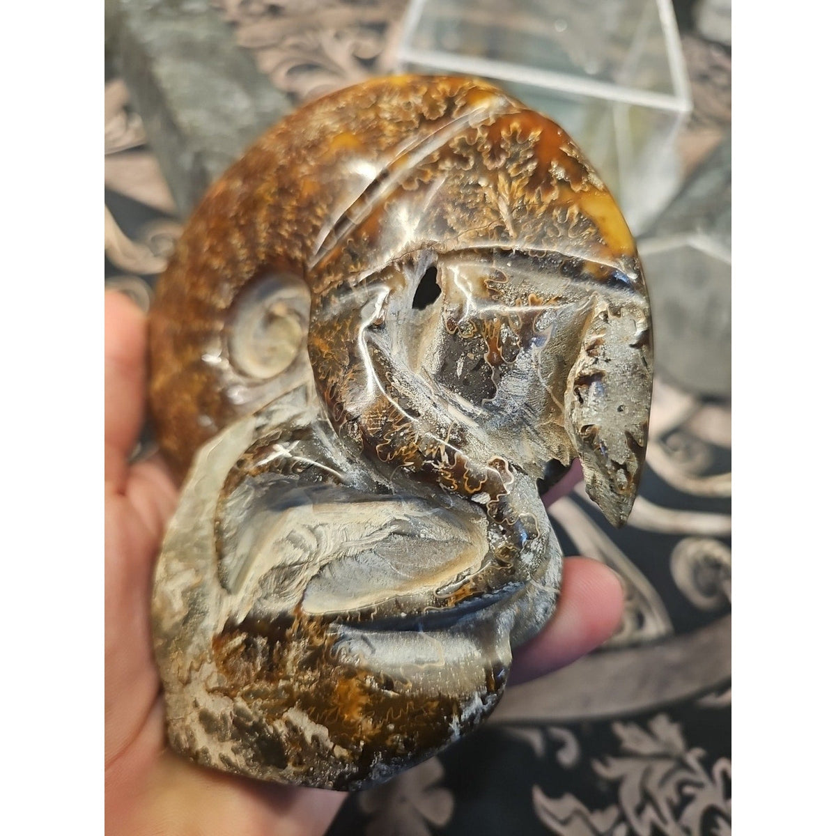 Natural Tentacle Ammonite Fossil – 1.26 lb Madagascar