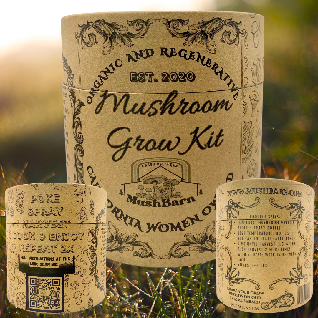 Mushroom Grow kit - Pearl Oyster