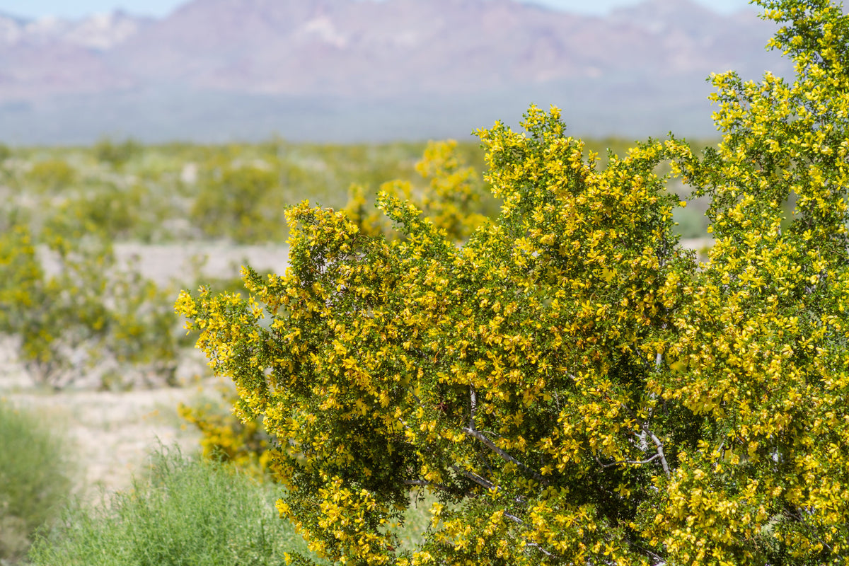 Creosote Bush Seeds