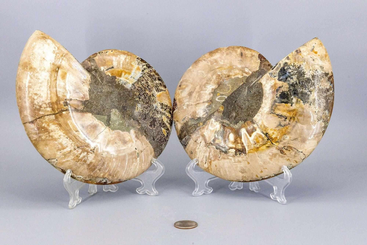 Ammonite Fossil Matched Pair Halves Root Chakra Stone