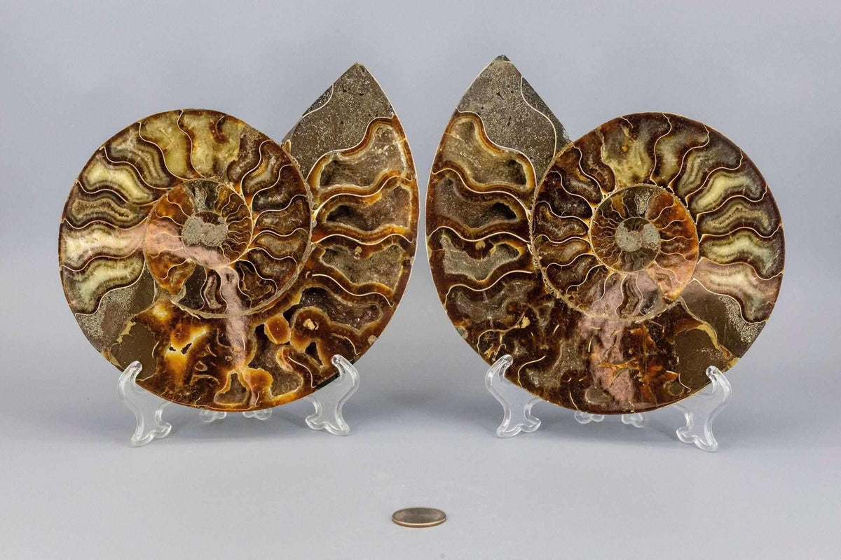 Ammonite Fossil Matched Pair Halves Root Chakra Stone