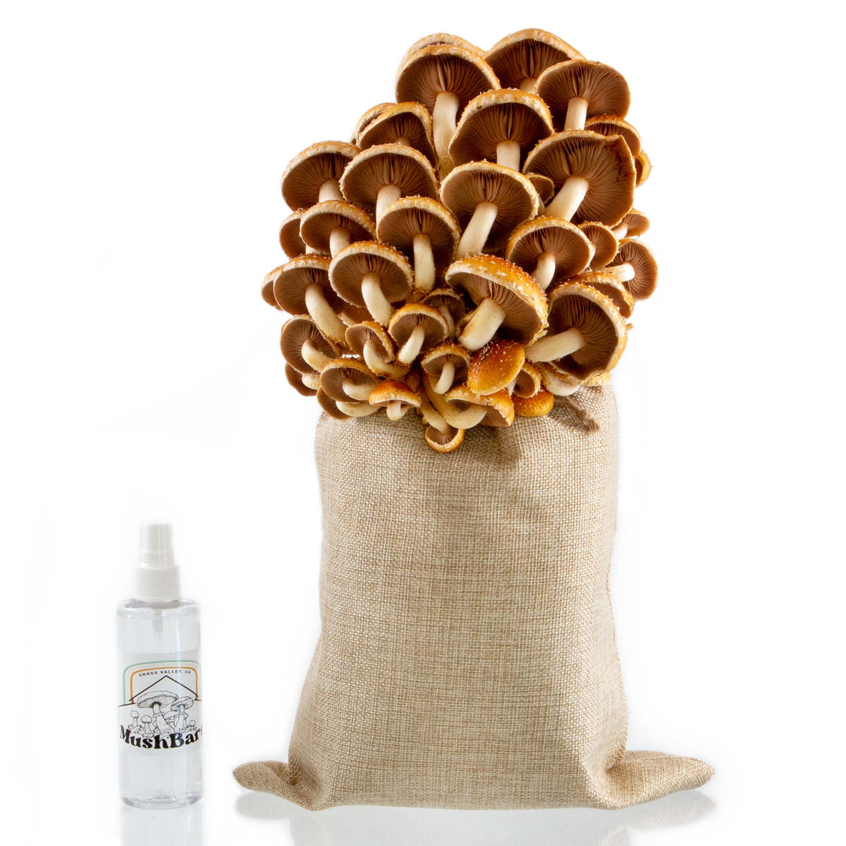 Chestnut Mushroom Grow Kit "Farm-ON-Table"