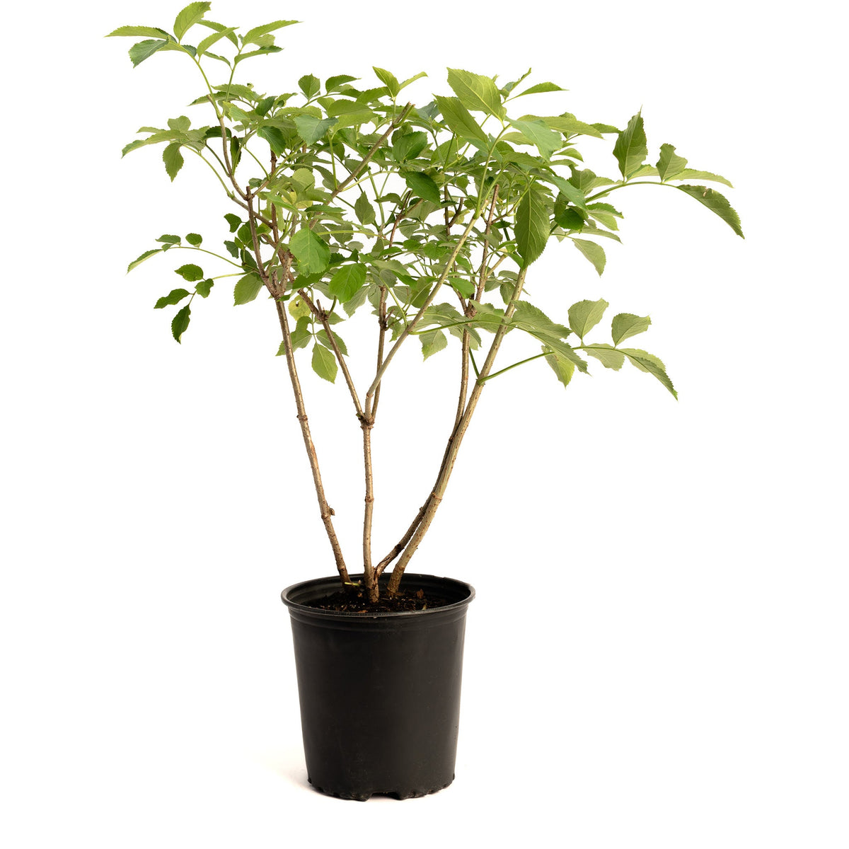 Marge Elderberry