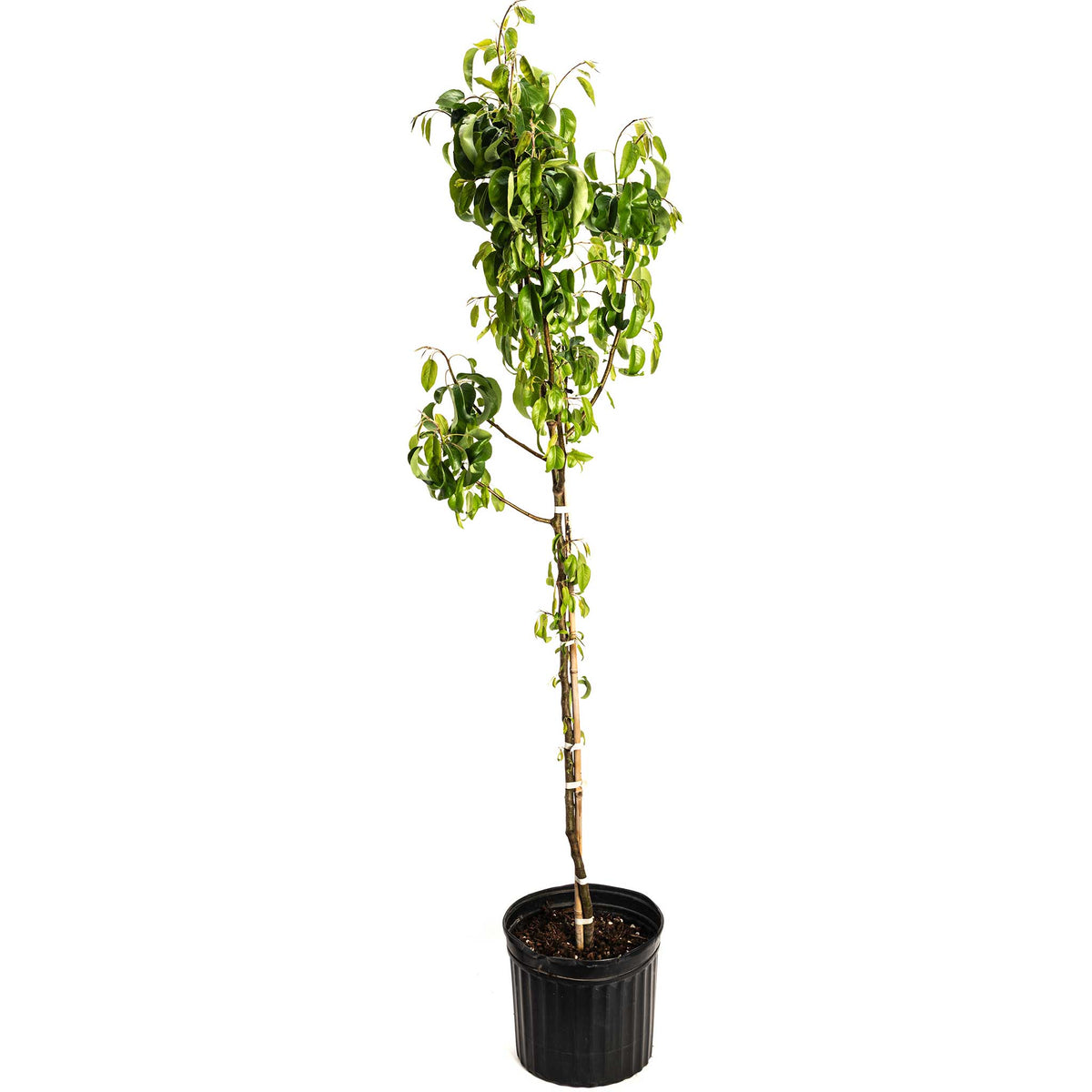 D’Anjou Pear Tree