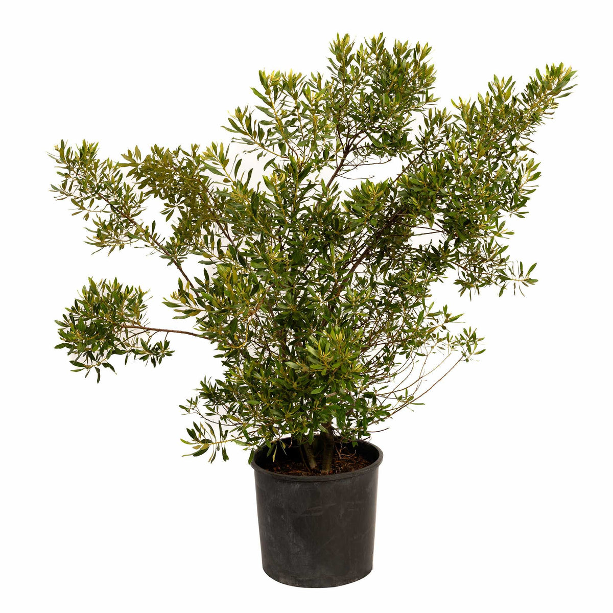 Southern Wax Myrtle