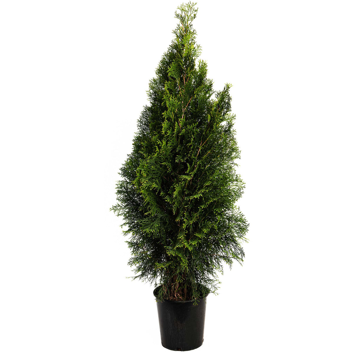 Emerald Green Arborvitae