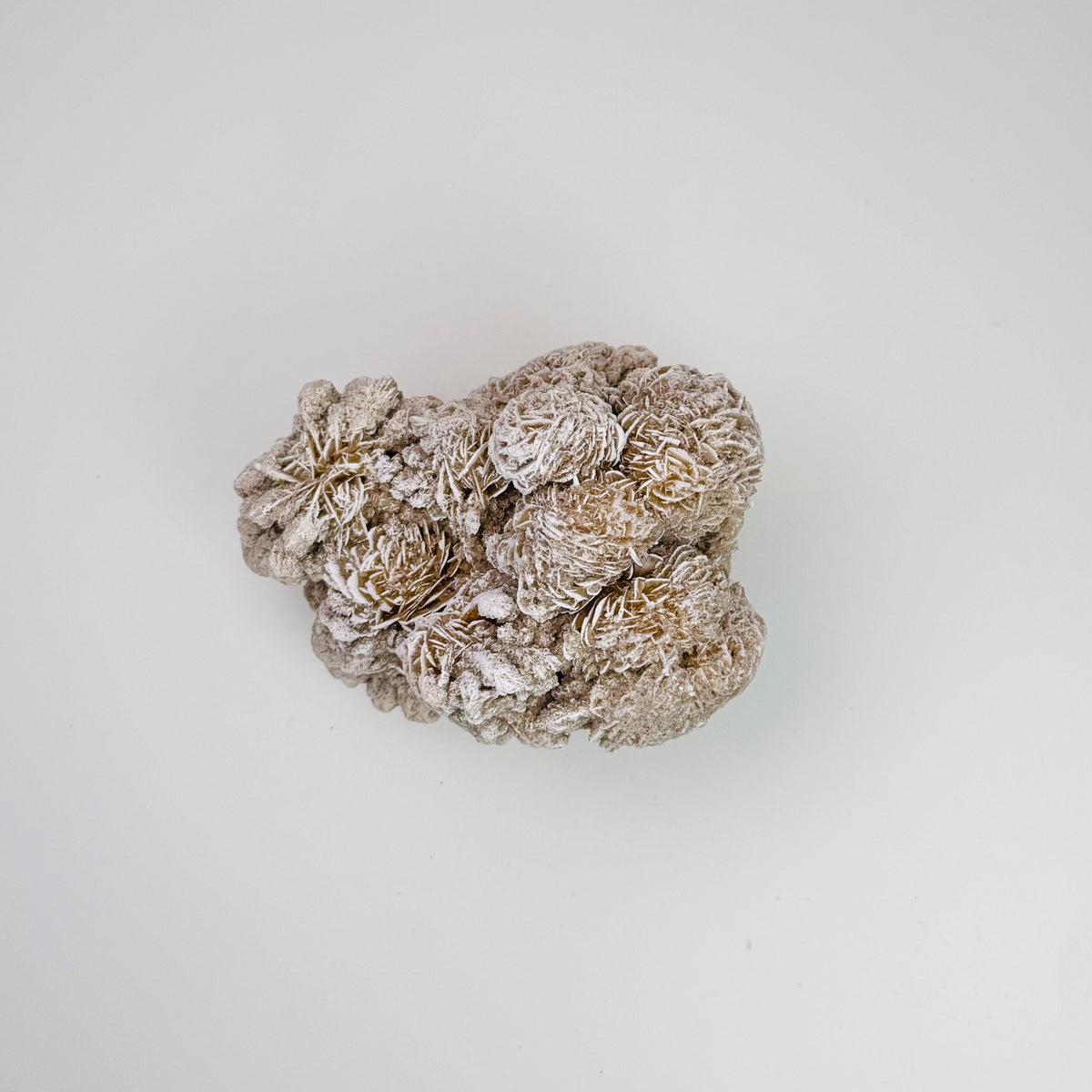 Desert Rose