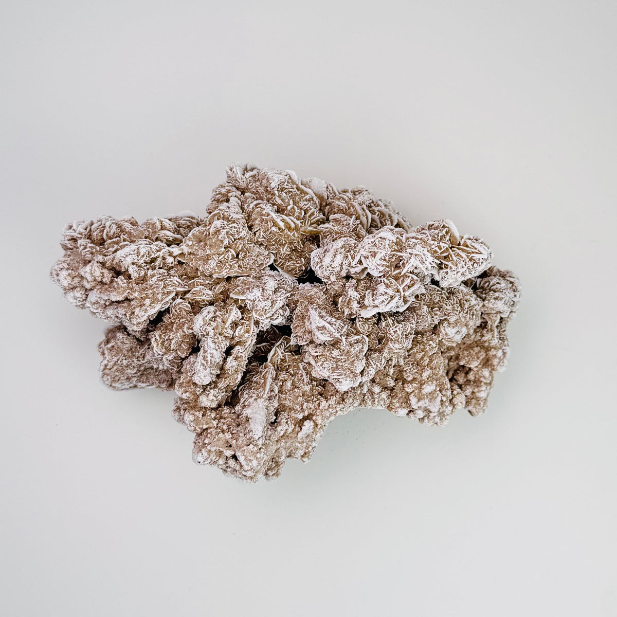 Desert Rose