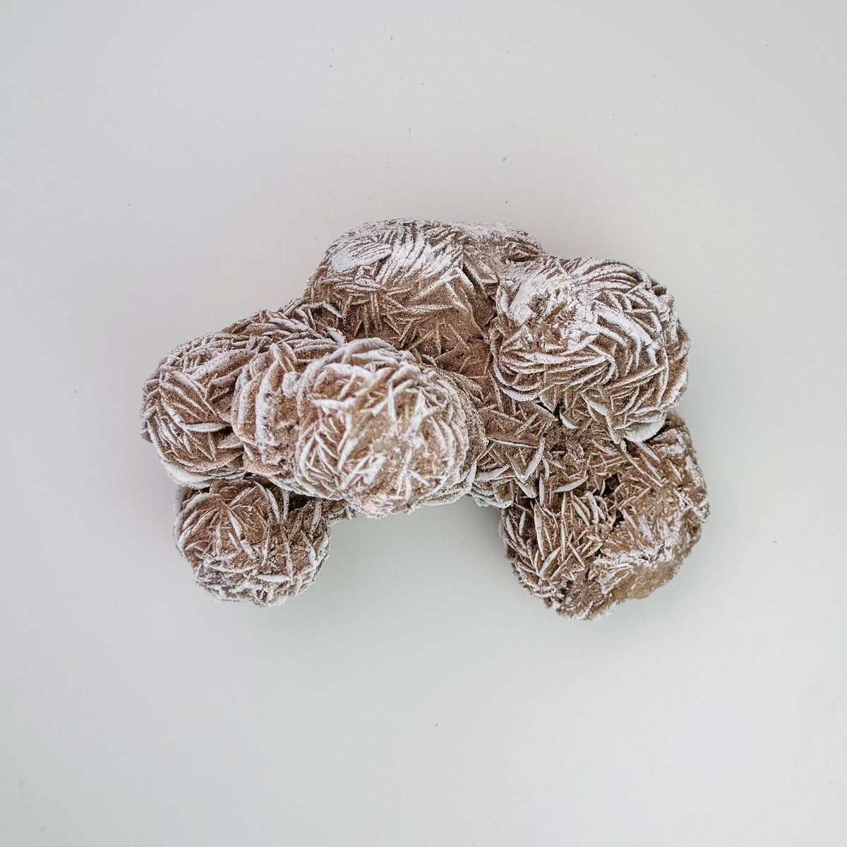 Desert Rose