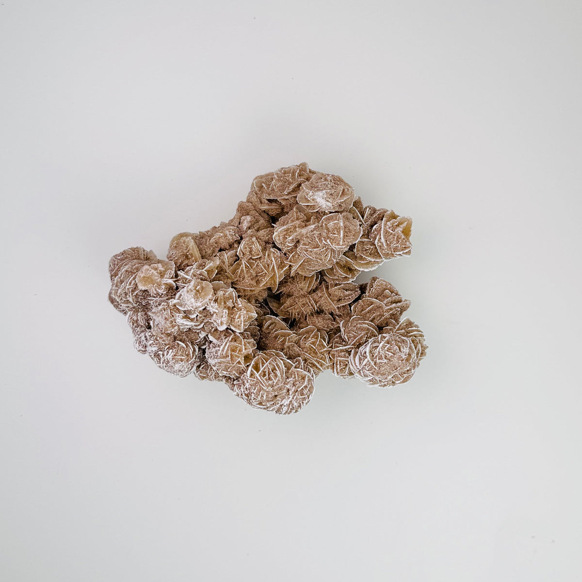 Desert Rose